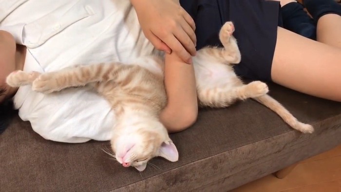 へそ天(上から)