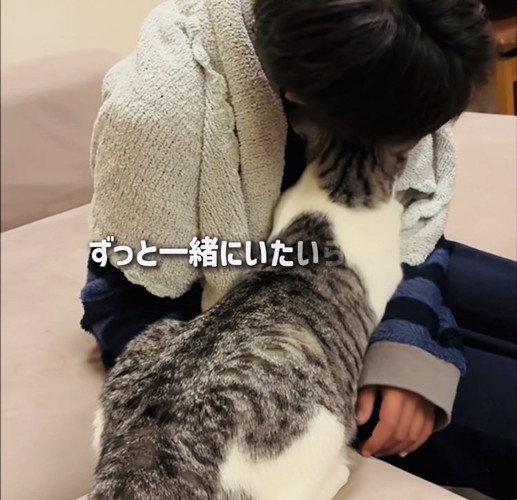長男くんの胸でフミフミする保護猫