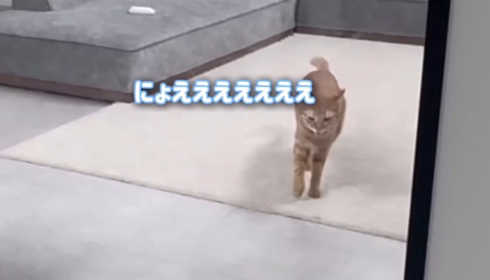 にょえええの文字と猫