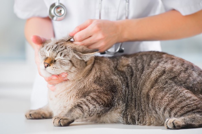 獣医師に診察されてイカ耳になる猫