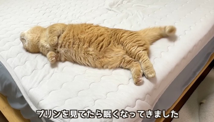 眠くなってきました