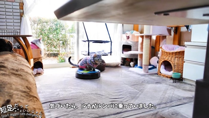 ロボット掃除機に乗る猫