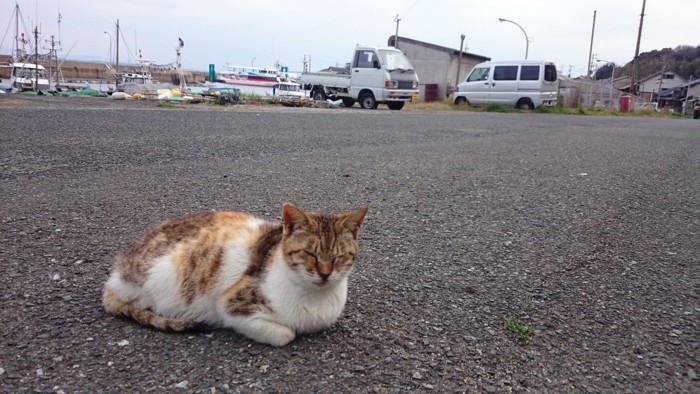 相島の猫