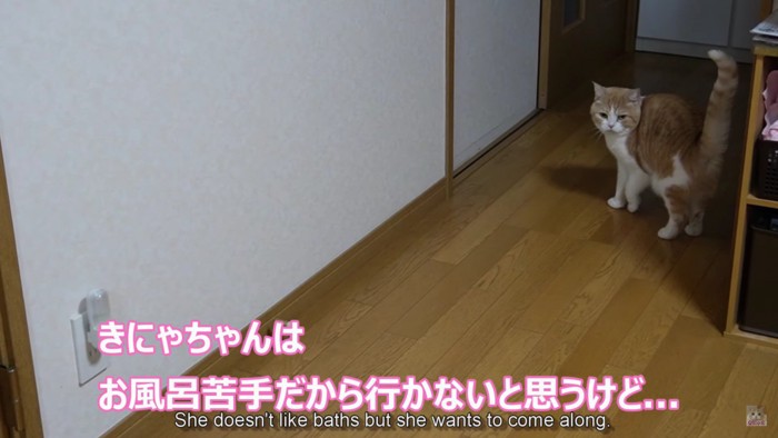 こっちを見る猫