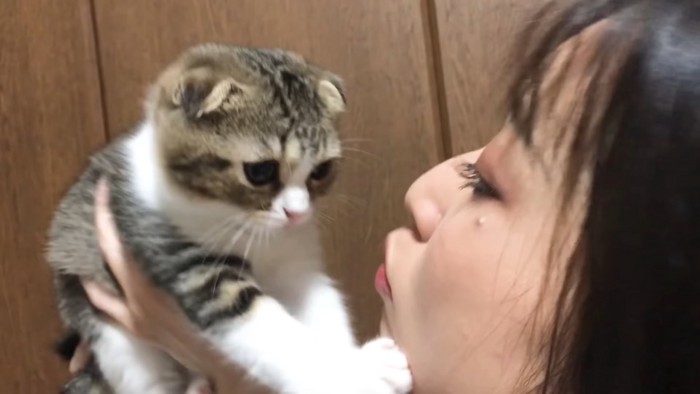 子猫にキスしようとする飼い主さん