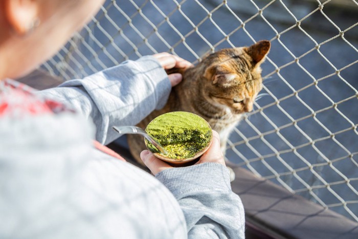 撫でられて固まる猫