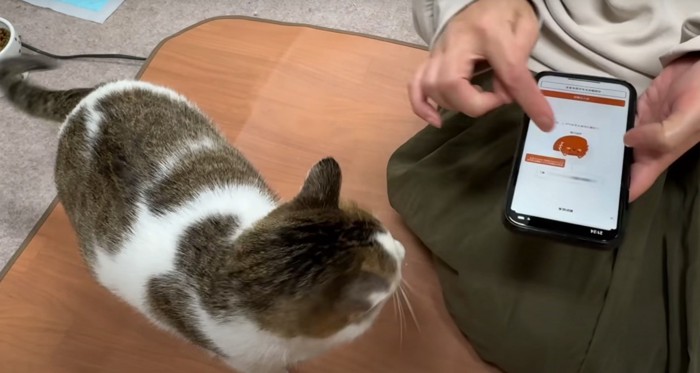 猫とスマホ