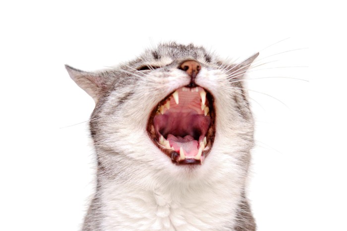 大きく口を開ける猫