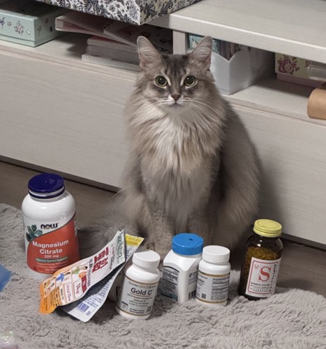 座っている猫とサプリメント