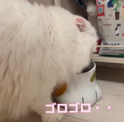 ご飯を食べる猫（ゴロゴロ）