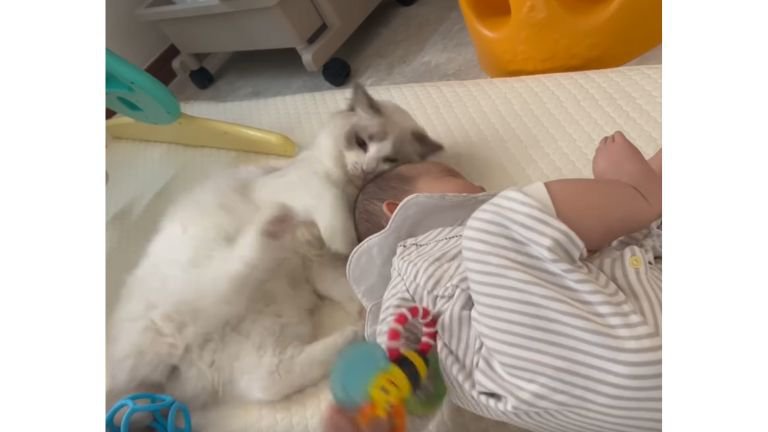 室内にいる猫と赤ちゃん