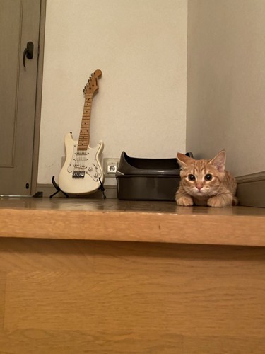 身構える子猫