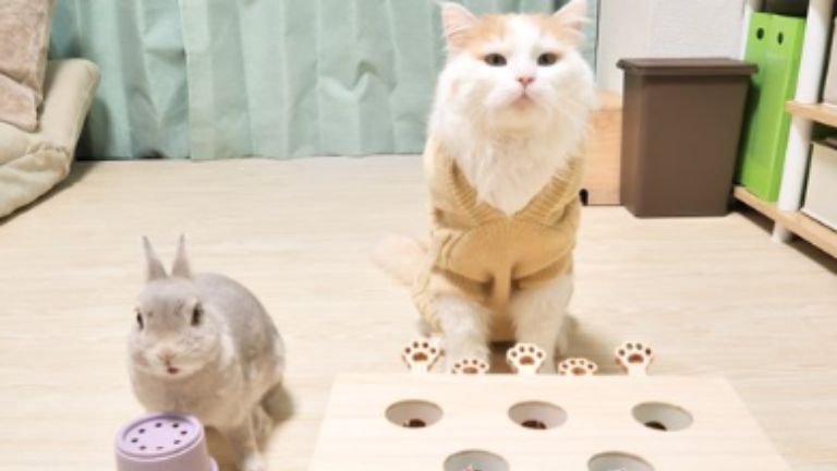 猫とウサギ