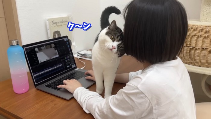 人の顔にスリスリする猫