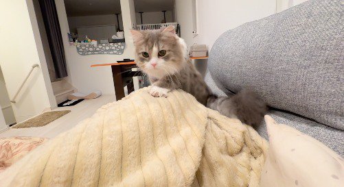 横になっている飼い主の足に上る猫