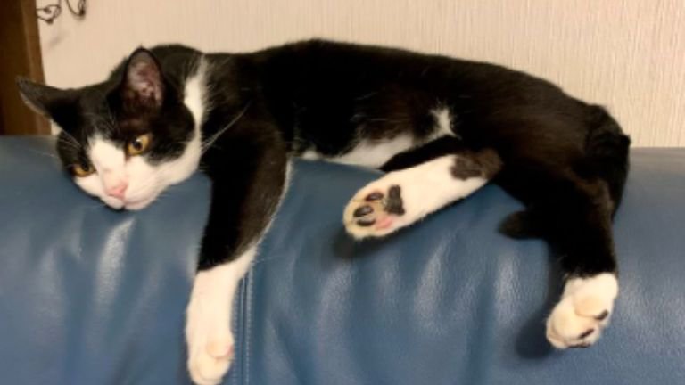 室内にいる猫