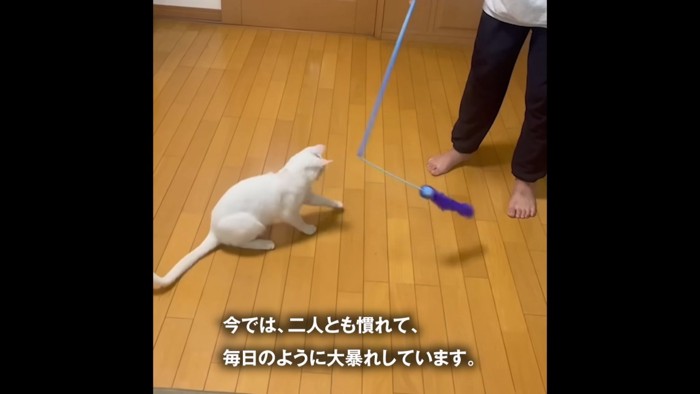 おもちゃで遊ぶ猫