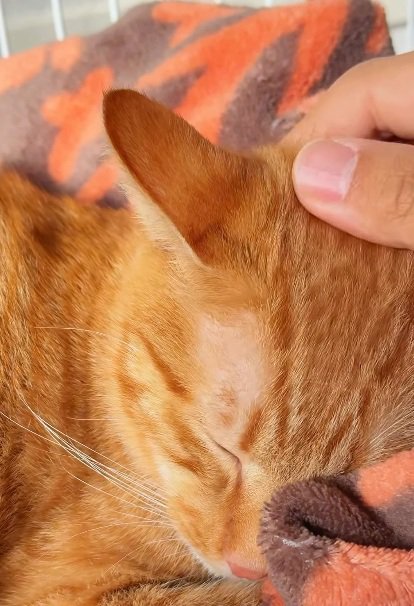 なでられて寝ている茶トラ猫