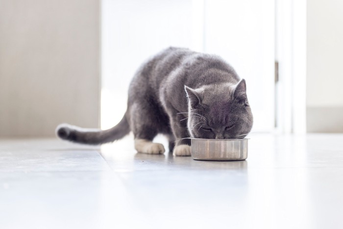 食器からフードを食べている猫