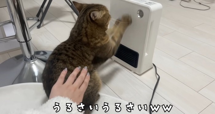 飼い主さんに注意されるみにらくん