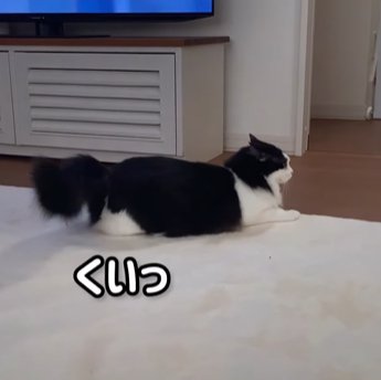向かって右をみながら尻尾を下げてふる猫(くいっ)