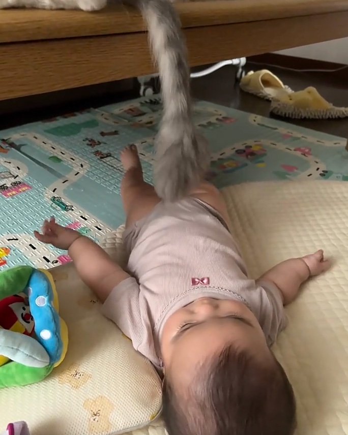 動かす猫