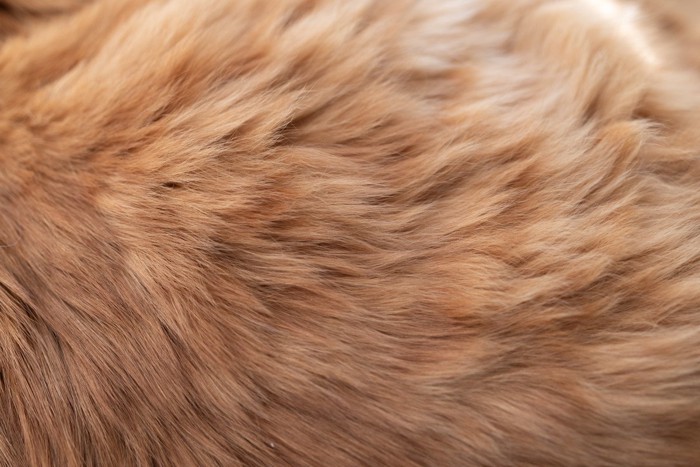猫の毛並み