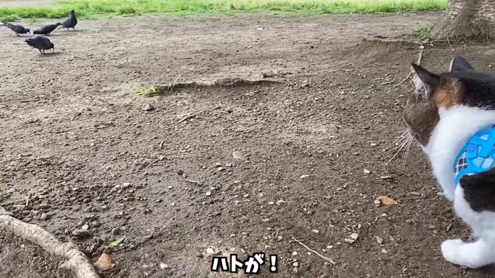 ハトを見る猫