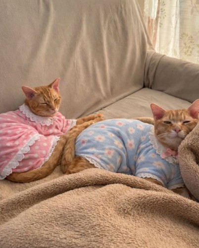 服を着た猫2匹