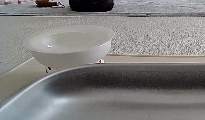 ペットカメラに映る猫の体の一部