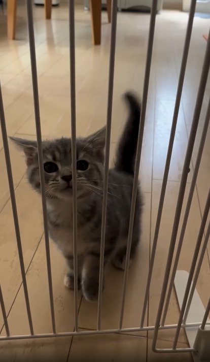 片足を上げる子猫