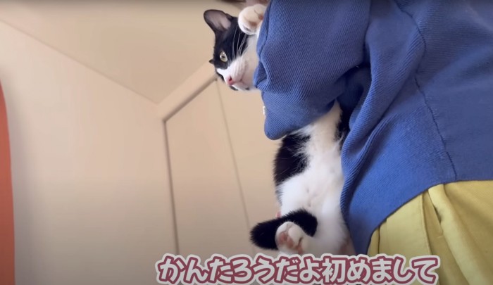 女性に抱っこされる猫