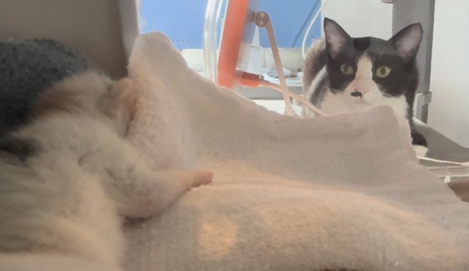 キャリーをのぞく先住猫2