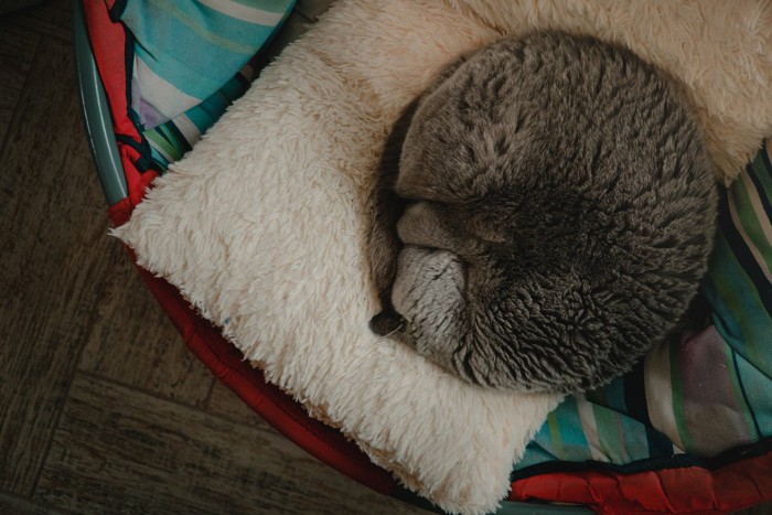 慣れた寝床で眠る猫