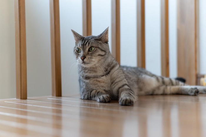 廊下で寝そべる猫