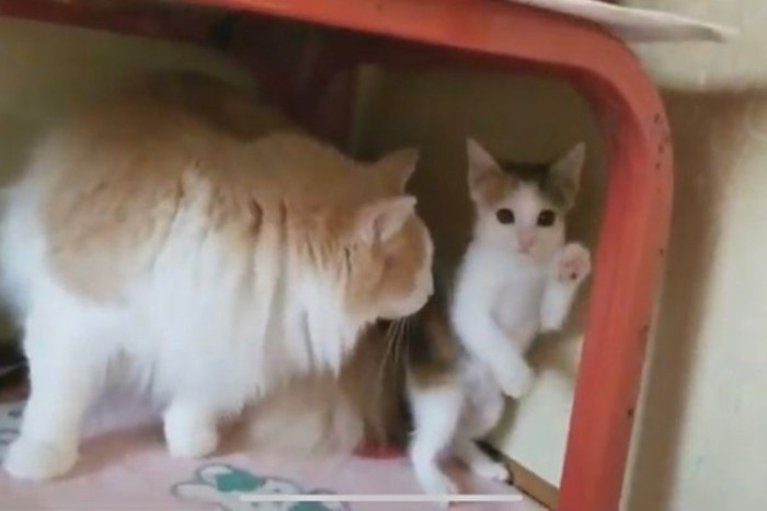 ノルウェージャンフォレストキャットと子猫