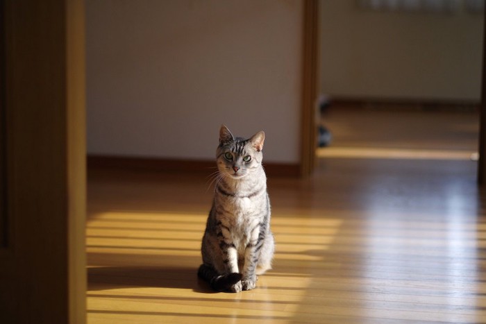 フローリングに座っている猫