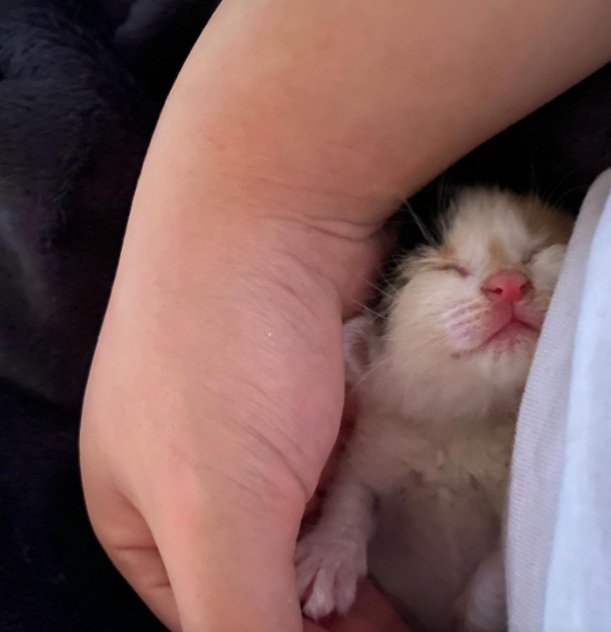 手の中で眠る子猫