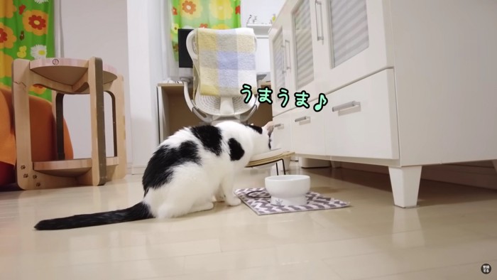 ご飯を食べる黒と白の猫