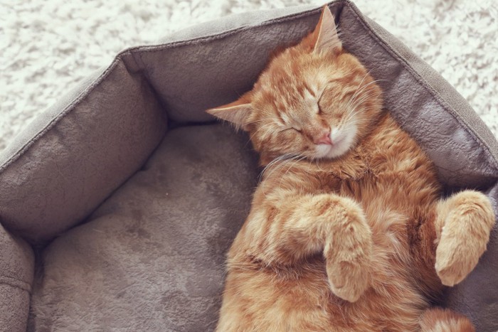 寛ぐ猫