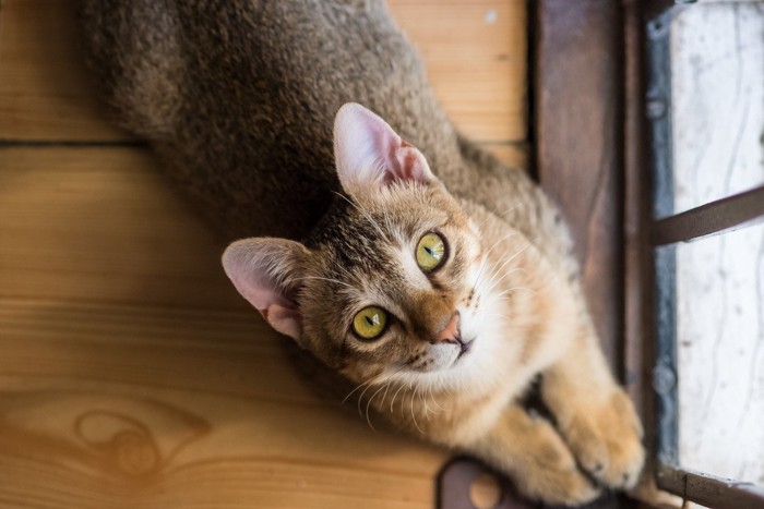 こちらを見上げる猫