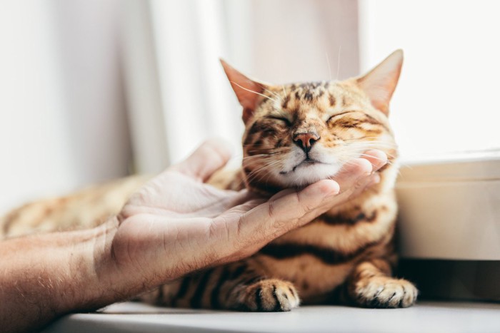 顎をなでられる猫