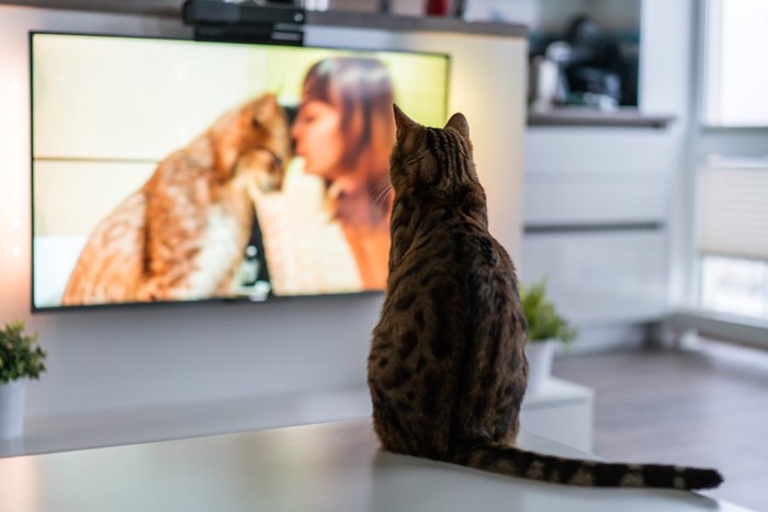 テーブルの上に座ってテレビを見る猫