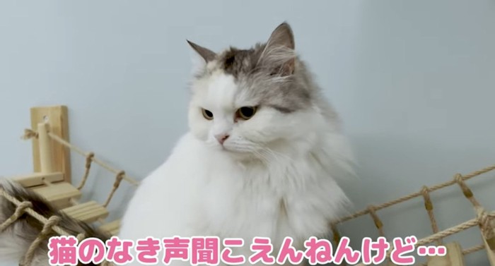 つり橋の上の猫