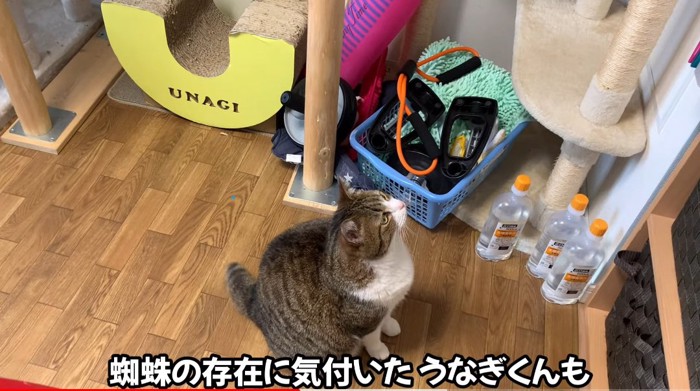 見上げる猫