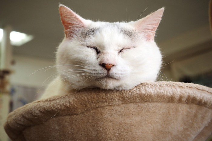 眠っている猫のかわいい寝顔 