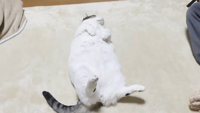 仰向け猫ちゃん（頭が上）
