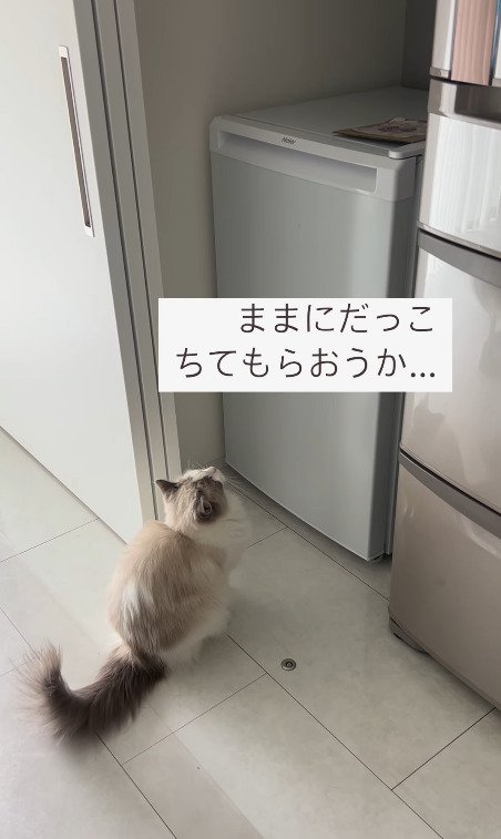 飼い主さんに登るのを手伝ってもらいたい猫