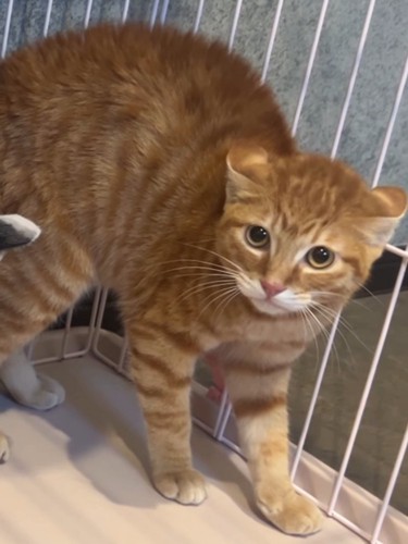 背中を丸める茶トラ猫