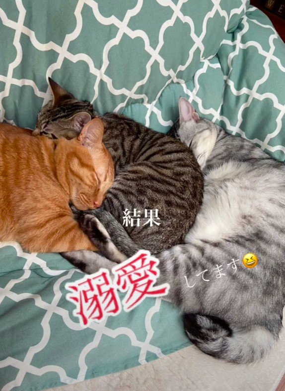 3匹の猫